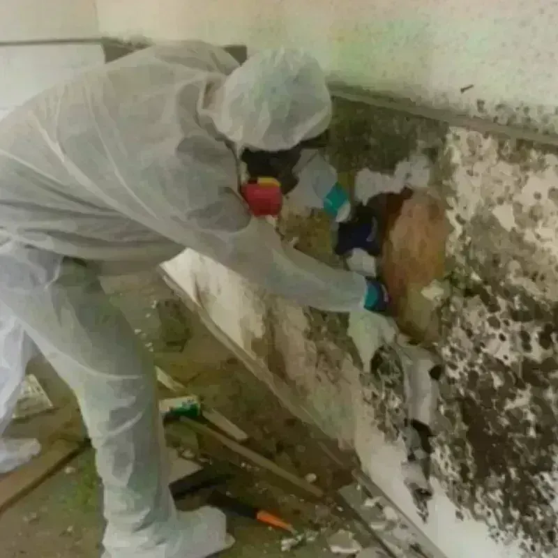 Mold Remediation and Removal in Muniz, TX